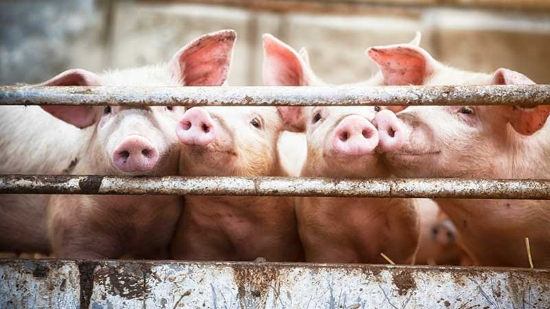 Em 2013 a espécie bovina passou a integrar a lista de animais que podem ser abatidos fora dos matadouros e para autoconsumo.